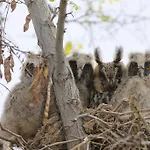 Sultan Pansion Bird Paradise