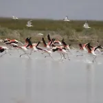 Sultan Pansion Bird Paradise