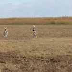 Sultan Pansion Bird Paradise