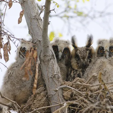 Sultan Pansion Bird Paradise