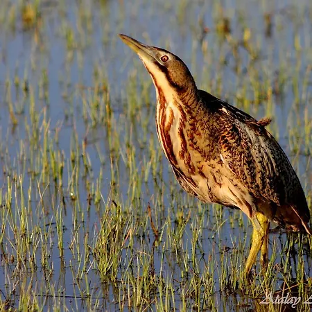 Sultan Pansion Bird Paradise Ovaciftlik