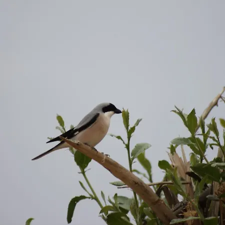 Sultan Pansion Bird Paradise