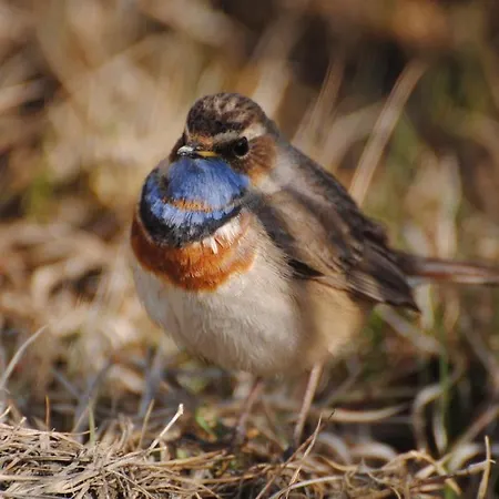 Sultan Pansion Bird Paradise Casa de hóspedes *