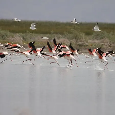 Sultan Pansion Bird Paradise