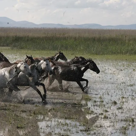 Casa de hóspedes Sultan Pansion Bird Paradise