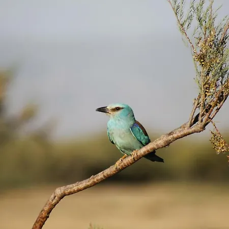 Sultan Pansion Bird Paradise Gasthof