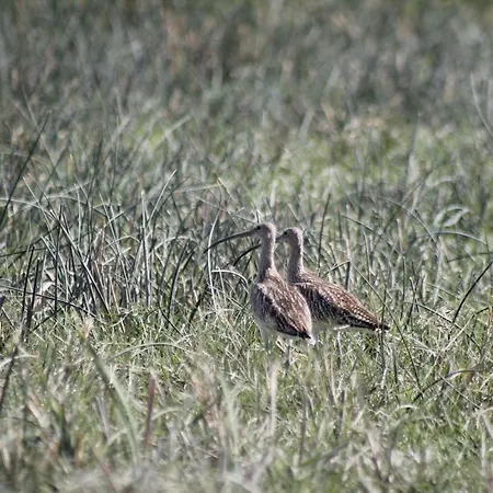 Sultan Pansion Bird Paradise * Ovaciftlik