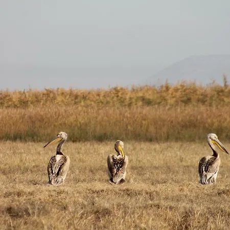 Sultan Pansion Bird Paradise *