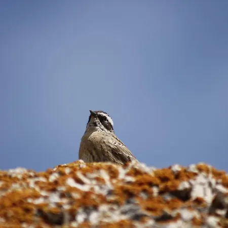 Sultan Pansion Bird Paradise Gasthof Ovaciftlik