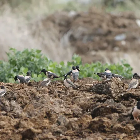 Casa de hóspedes Sultan Pansion Bird Paradise *