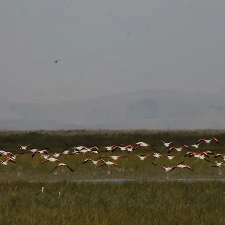 Sultan Pansion Bird Paradise Ovaciftlik