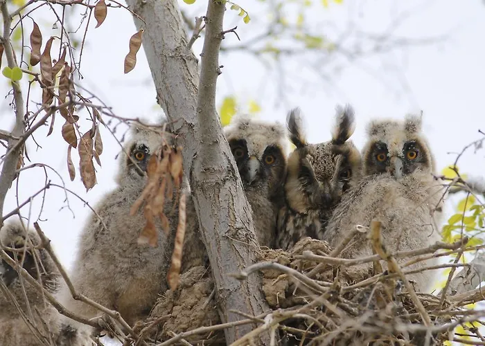 Sultan Pansion Bird Paradise