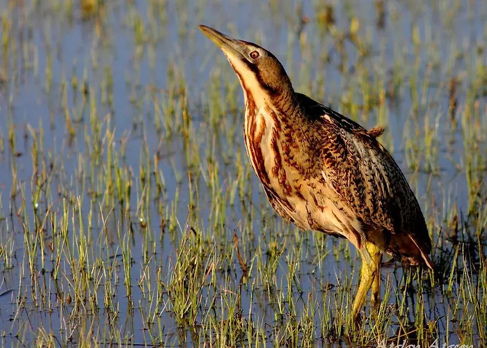 Sultan Pansion Bird Paradise Ovaciftlik