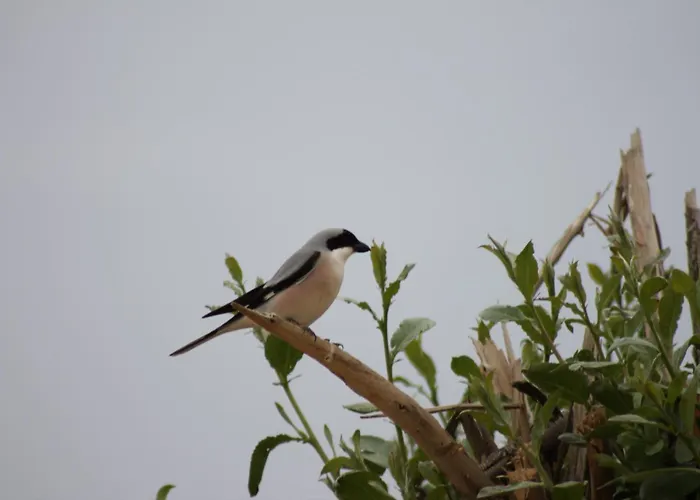 Sultan Pansion Bird Paradise