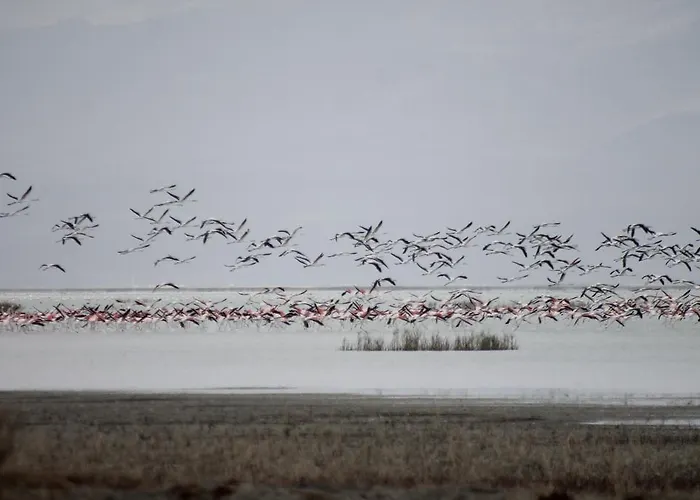 Sultan Pansion Bird Paradise Gæstehus *