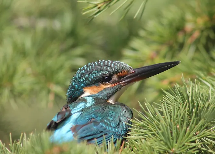 Sultan Pansion Bird Paradise Gæstehus Ovaciftlik