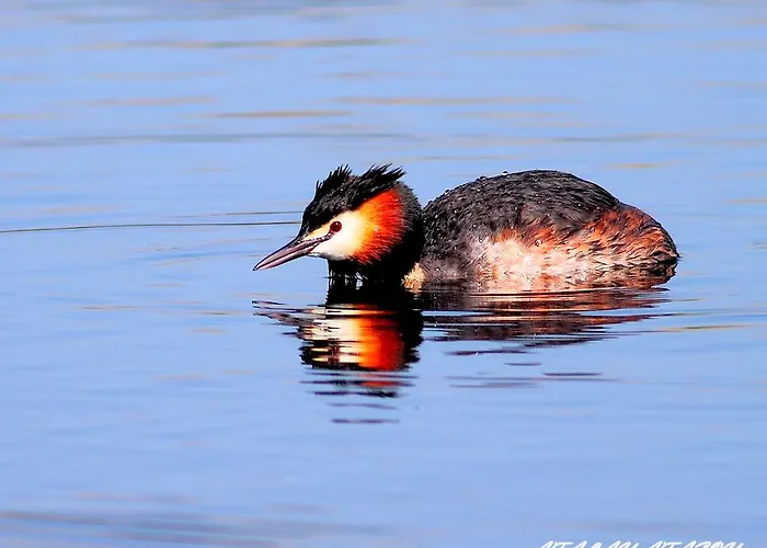 Sultan Pansion Bird Paradise *