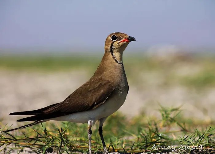 Gæstehus Sultan Pansion Bird Paradise