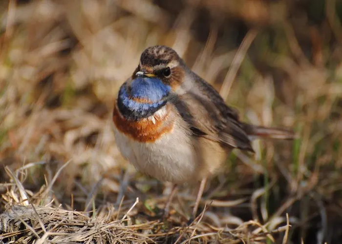 Sultan Pansion Bird Paradise Gæstehus *