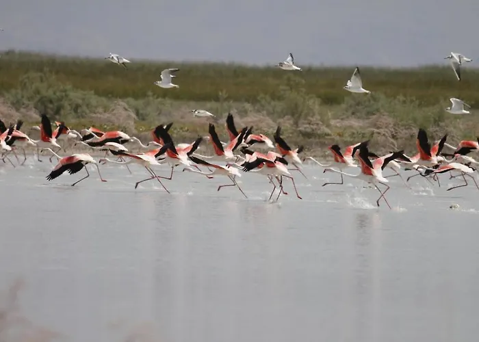 Sultan Pansion Bird Paradise