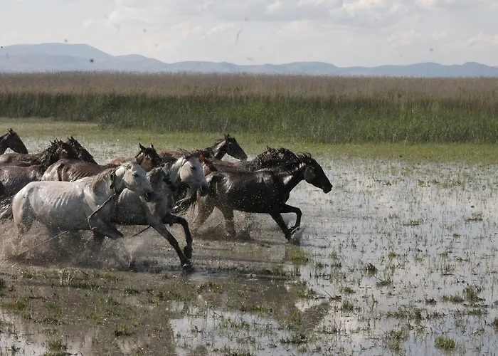 Gæstehus Sultan Pansion Bird Paradise