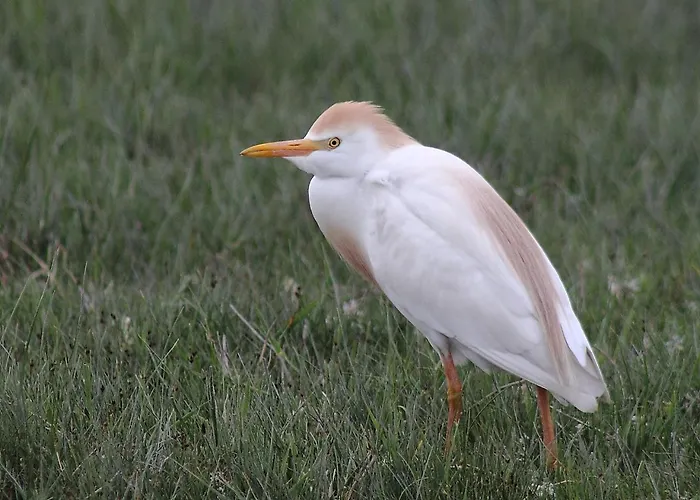 Gæstehus Sultan Pansion Bird Paradise