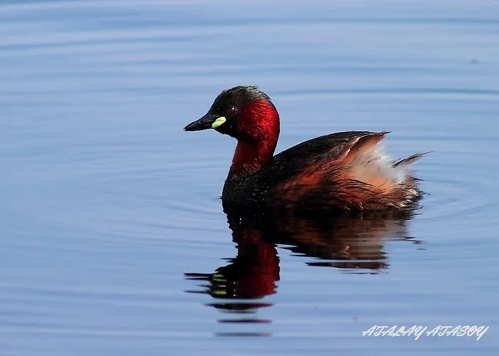 Gæstehus Sultan Pansion Bird Paradise *