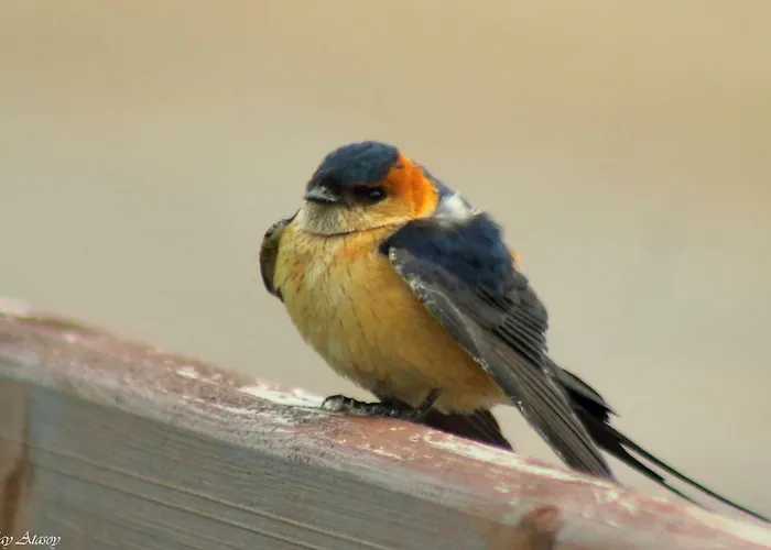 Sultan Pansion Bird Paradise Ovaciftlik