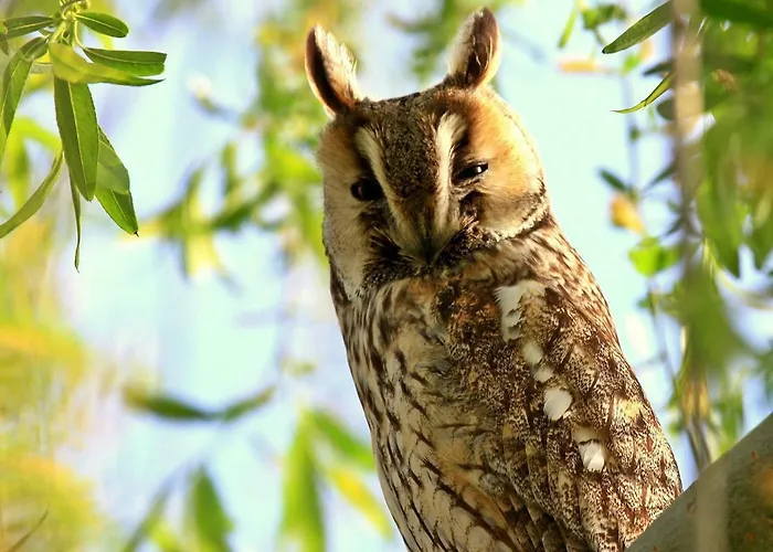 Sultan Pansion Bird Paradise 게스트하우스