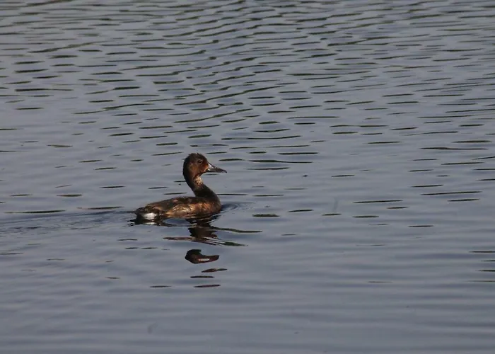 Sultan Pansion Bird Paradise