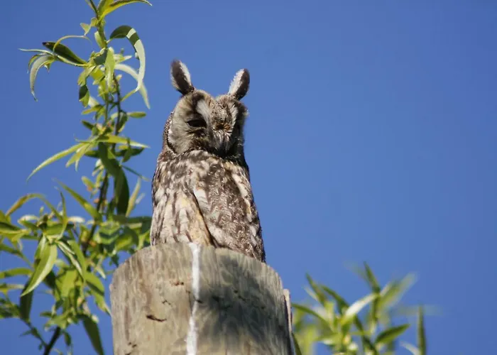 Sultan Pansion Bird Paradise Gæstehus