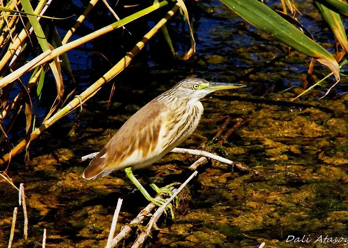 Sultan Pansion Bird Paradise Ovaciftlik