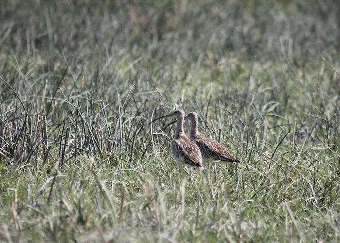 Sultan Pansion Bird Paradise * Ovaciftlik