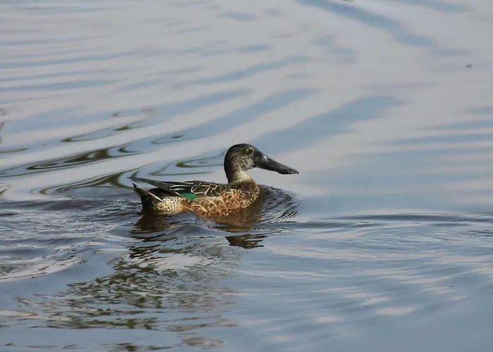 Gæstehus Sultan Pansion Bird Paradise *
