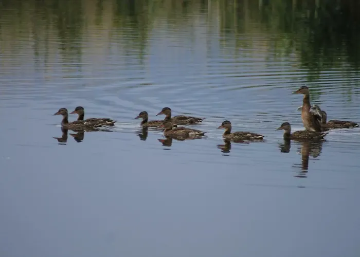 Sultan Pansion Bird Paradise *