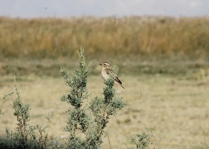 Gæstehus Sultan Pansion Bird Paradise
