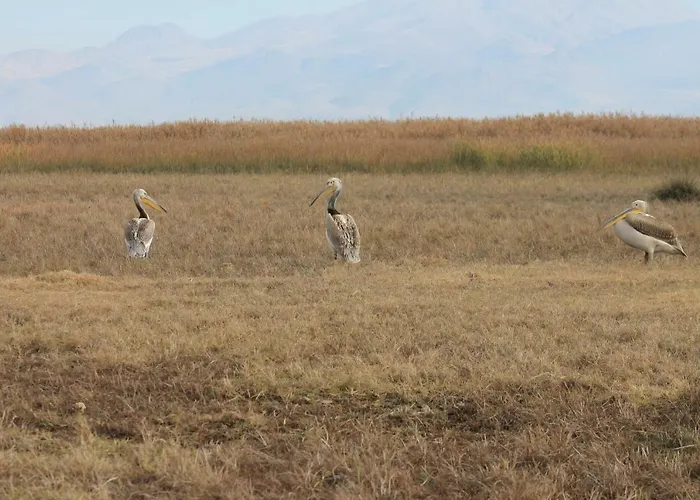 Sultan Pansion Bird Paradise