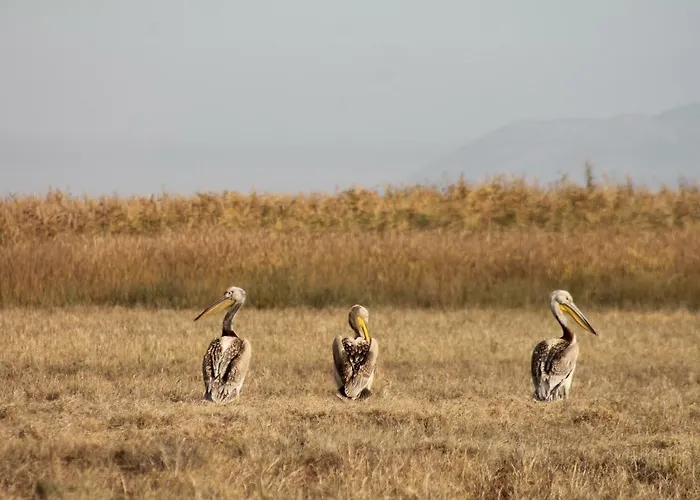 Sultan Pansion Bird Paradise *