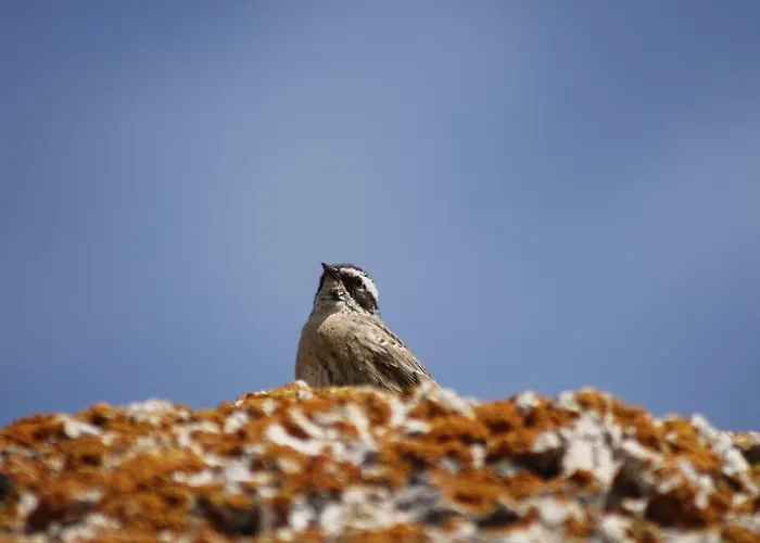 Sultan Pansion Bird Paradise Gæstehus Ovaciftlik