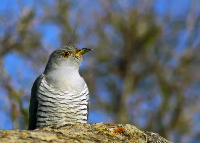 Sultan Pansion Bird Paradise * Ovaciftlik