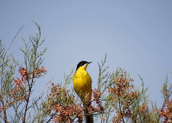 Sultan Pansion Bird Paradise * Ovaciftlik