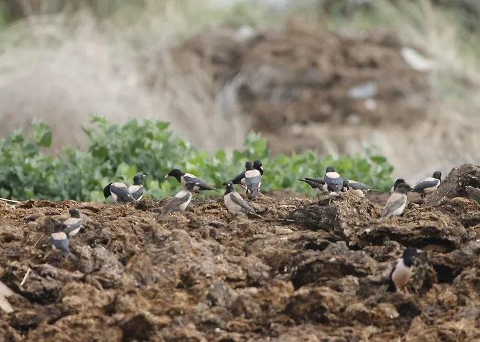 Gæstehus Sultan Pansion Bird Paradise *